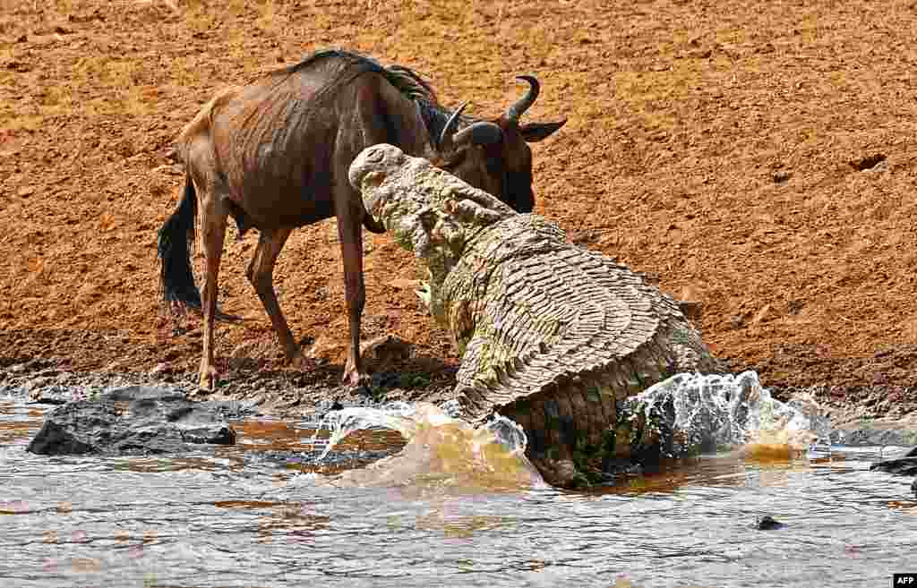 A large crocodile attacks a wildebeest during the migration in the Masai Mara game reserve, Kenya. The daring wildebeest returned and was attacked again but walked away unharmed.