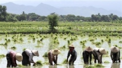 ရက်တစ်ရာ စီမံကိန်း အဟန့်အတားများ