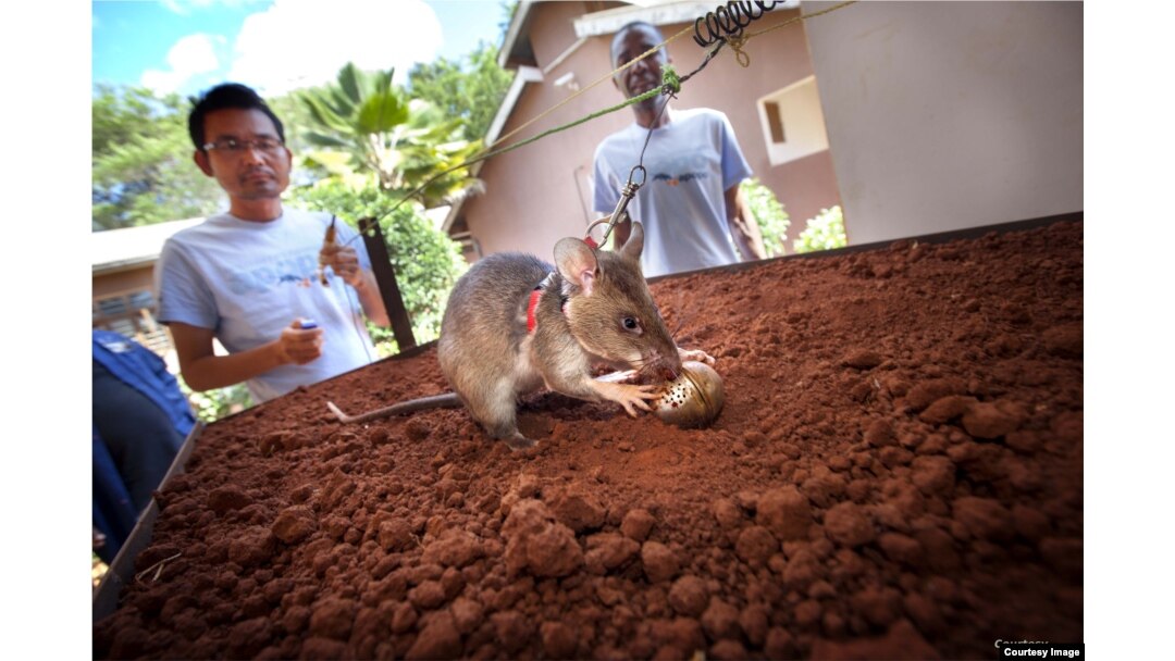 African giant pouched rats are trained to detect landmines by using their extraordinary sense of smell.