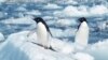 File - Penguins in the Antarctic's Cape Royds. A plan to protect in the Southern Ocean and Ross Sea has failed. 