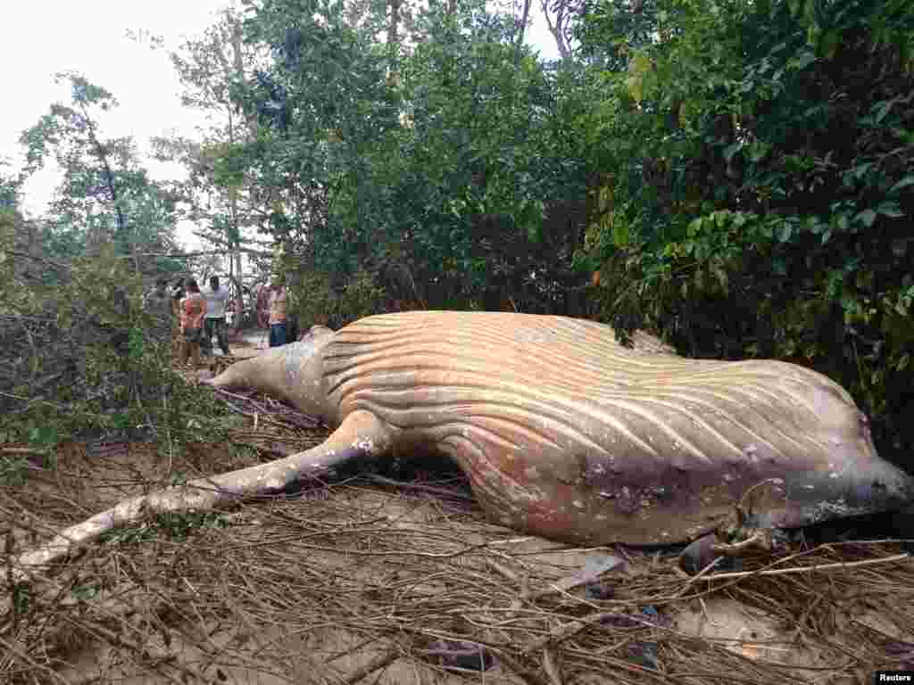 Biologists from the NGO Bicho D'agua check a humpback whale, that was found dead inside a mangrove in Ilha do Marajo, Para state, Brazil.