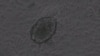 This image taken from video shows a beating heart muscle cell that was created from a human skin cell using a cocktail of nine chemicals. (Photo courtesy of Gladstone Institutes)