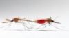 Mating of some disease-carrying mosquitoes would not result in births if scientists can disable the male’s mating plug. (University College London/Sam Cotton) 