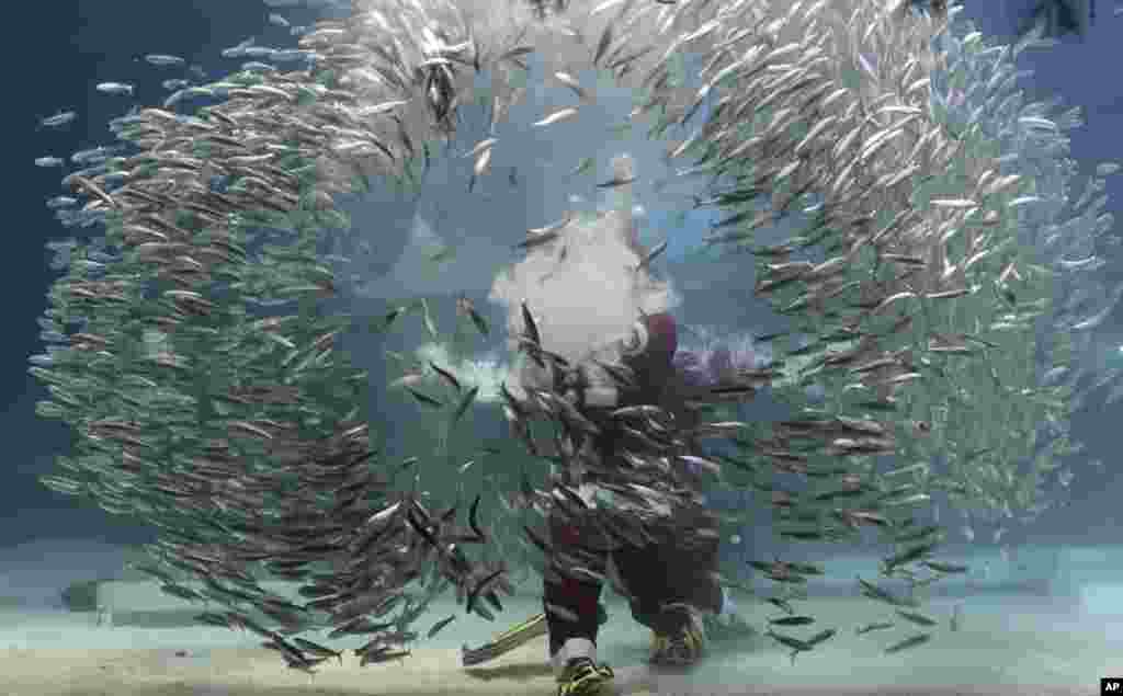 Dressed in a Santa Claus outfit, a diver performs with sardines to celebrate the upcoming Christmas at the Coex Aquarium in Seoul, South Korea.