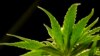 Report: US health authorities need to play larger role in cannabis policy 