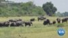 Botswana’s Farmers Use Sensory Toolkit to Drive Away Elephants