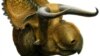 Artist rendition of Nasutoceratops, which lived in a swampy, subtropical setting on the “island continent” of western North America, known as Laramidia. Credit: Lukas Panzarin