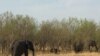 An elephant herd browses inside the Chobe National Park, northern Botswana. (Mqondisi Dube/VOA)