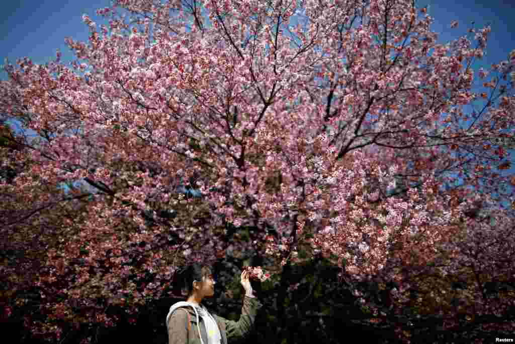 A visitor looks at early flowering Kanzakura cherry blossoms in full bloom at the Shinjuku Gyoen National Garden in Tokyo, Japan.
