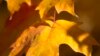 Plants have evolved defenses, like dropping their leaves, to adapt to cold, harsh climates. (Simon Uribe-Convers)