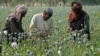 FILE - Afghan farmers harvest opium in the Helmand province of Afghanistan in April, 2014. 