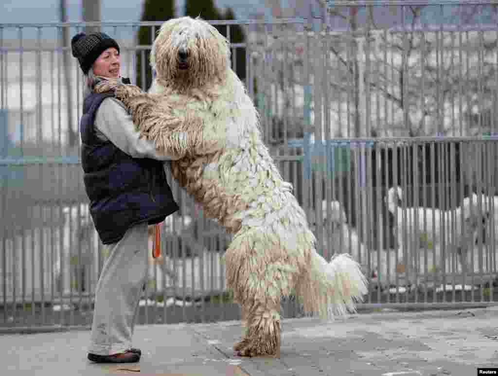 Timea Korozs plays with her Komondor, a traditional Hungarian guard dog in Bodony.
