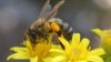 Insects help pollinate 75 percent of crop species and over 90 percent of wild flowering plants. (Creative Commons)