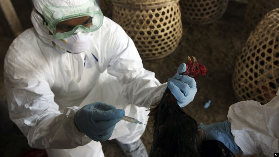 A Balinese government official injects a chicken to cull it as a precautionary measure to prevent the spread of bird flu, at a market in Denpasar, Bali, Indonesia, April 26, 2012. 