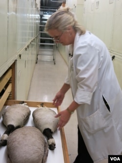 A Canada Goose, like those in the bird species collection at the Smithsonian, brought down an airplane in New York in 2009. (Rosanne Skirble/VOA)