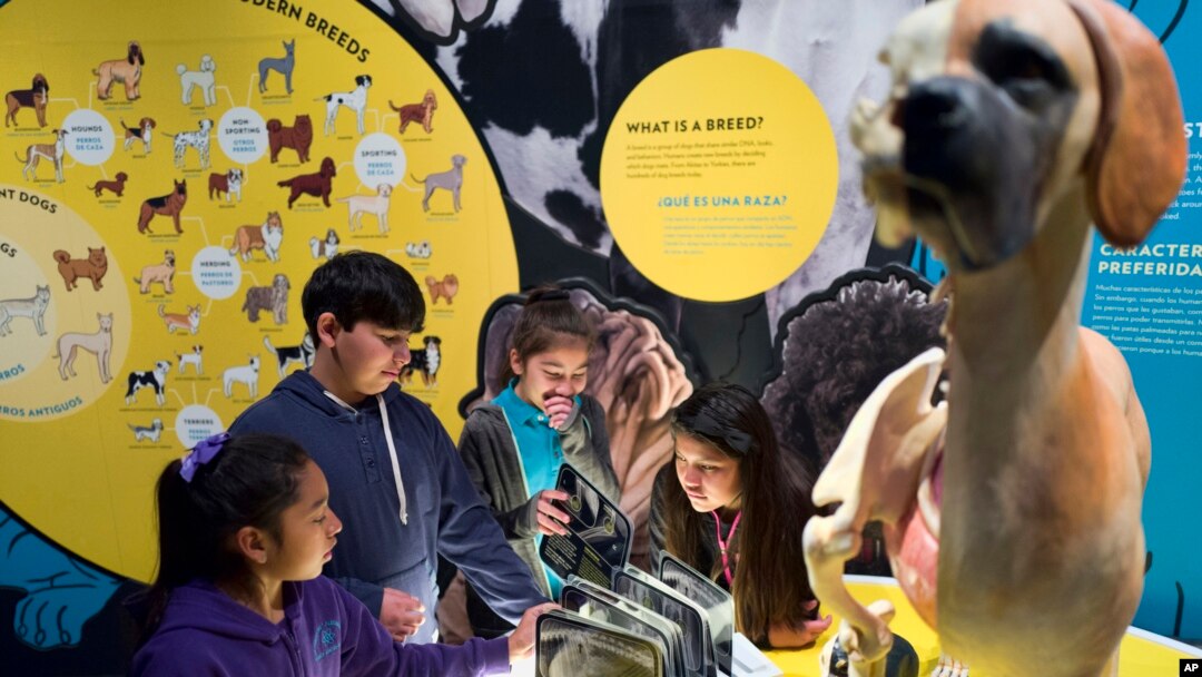In this Tuesday, March 12, 2019 photo students from the Theodore Alexander Science Center School check an interactive display of the internal organs of different dogs at the California Science Center in Los Angeles. (AP Photo/Richard Vogel)