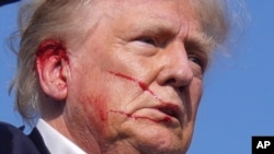 Поранене під час стрілянини вухо Дональда Трампа, 13 липня 2024р. AP Photo/Evan Vucci