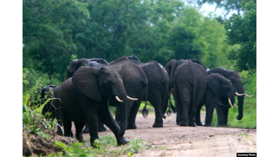FILE - Elephants are pictured in the Selous Game Reserve. (Creative Commons)