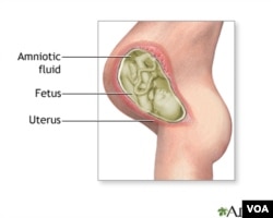 Image: NIH