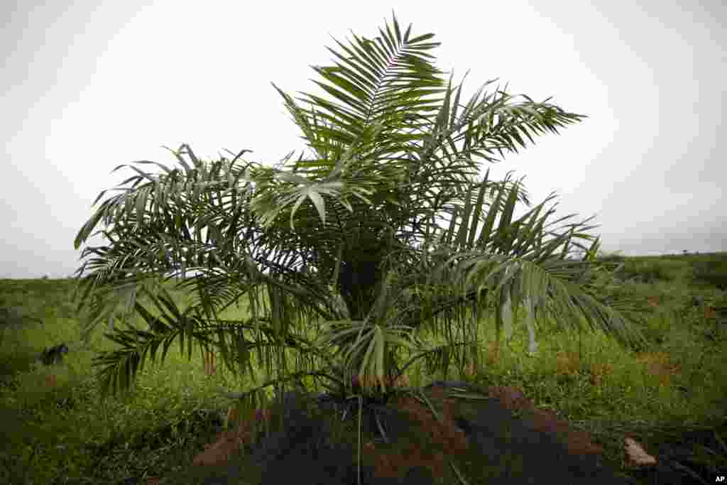 Palm Oil production has increased by 400% over twenty years. Consumers are increasing demands for traceable deforestation-free palm oil. Plantations could use degraded lands instead of taking over forested areas to plant the crop.