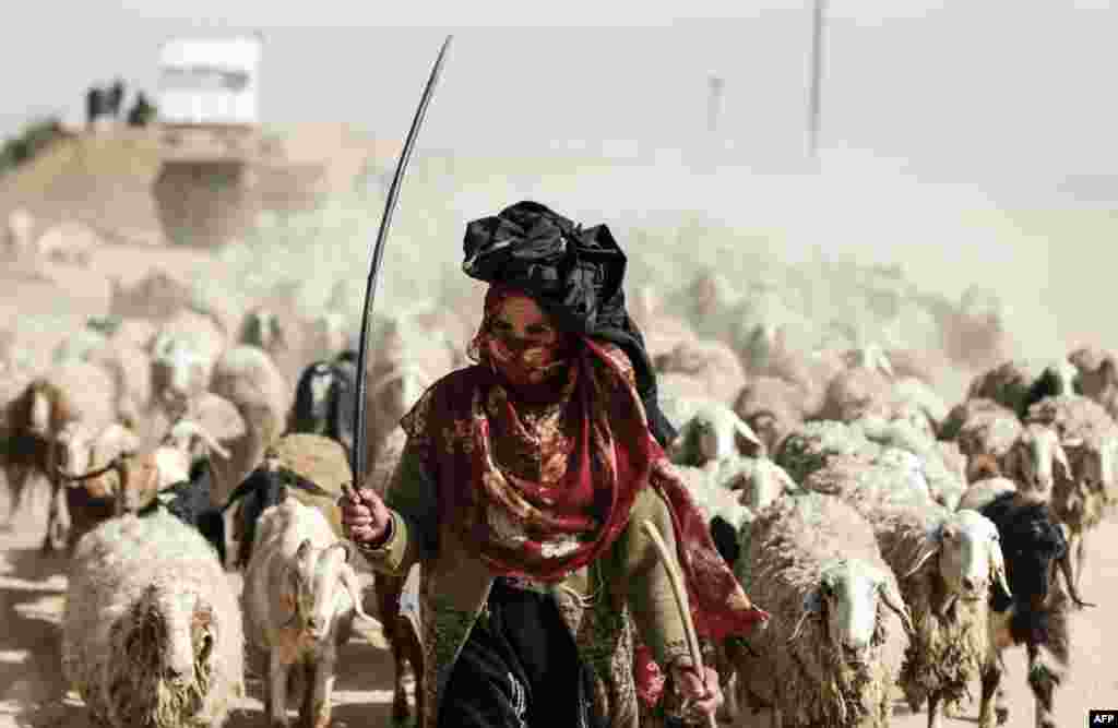 A Palestinian woman herds sheep near the Gaza-Israel border on the outskirts of Gaza City.