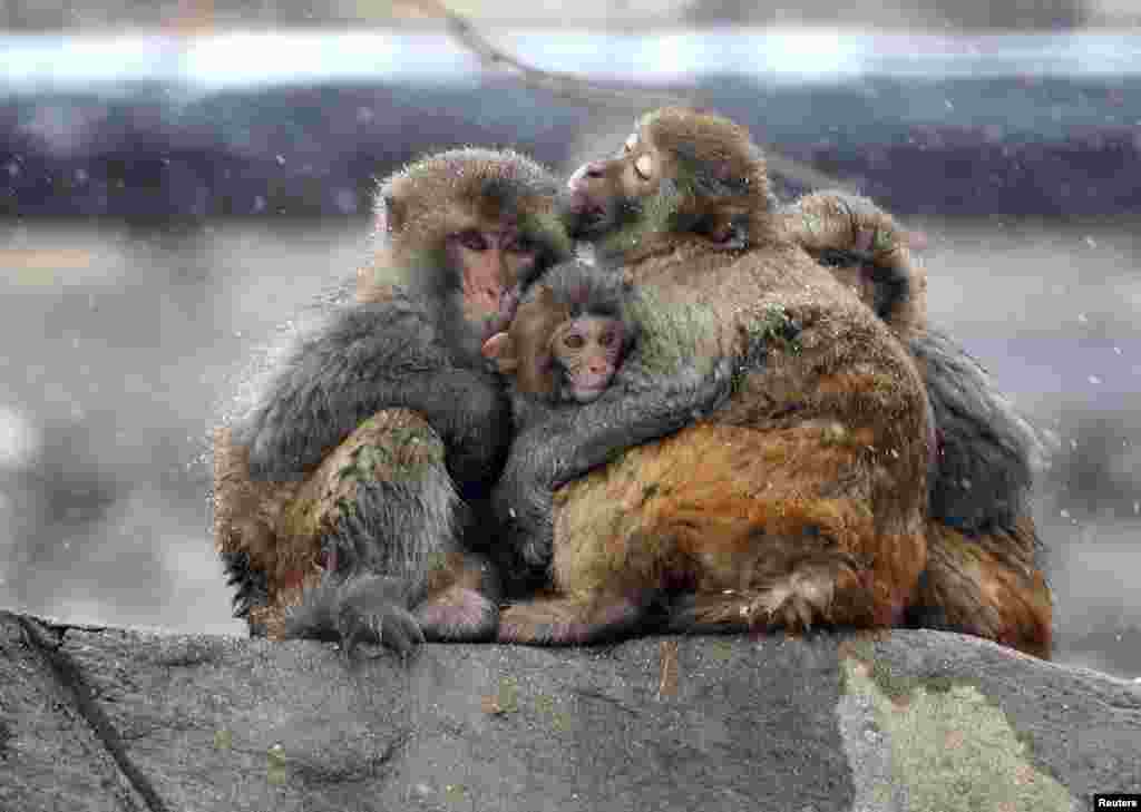 Monkeys hug amid snow at Huaguo mountain in Lianyungang, Jiangsu province, China.