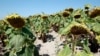 Dry sunflowers are pictured on a field near Grossengersdorf in Lower Austria province August 7, 2013. 