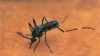 Mosquito