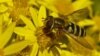 The European Union hopes a two-year ban on three of the world’s most widely-used agricultural pesticides can reverse the decline in bees and other pollinators. (Photo: Adam Vanbergen))