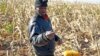 A farmer picks his maize in a field near the house and birth place of former South African President Nelson Mandela in Qunu, South Africa, Wednesday, June 12, 2013. 