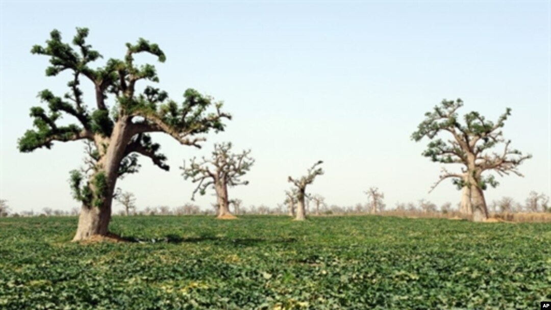 A melon field is pictured at a farm in the village of Djilakh, 80km south of Dakar, Senegal (2008 file photo)