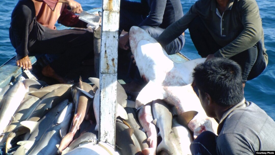 A shark catch aboard a ship (photo courtesy of Vanessa Jaiteh).