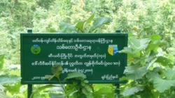 ချင်းသစ်တောကြိုးဝိုင်း ကျူးကျော် ဖယ်ရှားရေး သတိပေး
