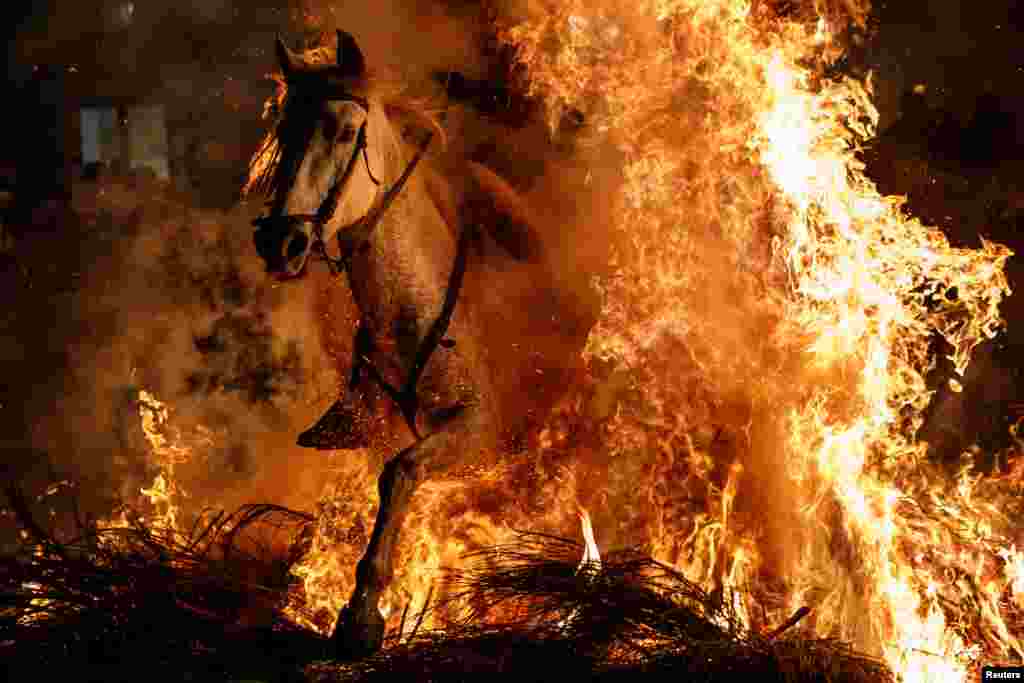 A man rides a horse through flames during the annual &quot;Luminarias&quot; celebration on the eve of Saint Anthony&#39;s day - Spain&#39;s patron saint of animals - in the village of San Bartolome de Pinares, northwest of Madrid.