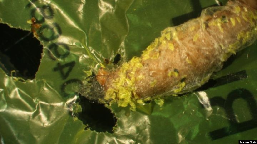 This image shows a wax worm chewing a hole through plastic. Polyethylene debris can be seen attached to the caterpillar. (Federica Bertocchini, Paolo Bombelli, and Chris Howe)