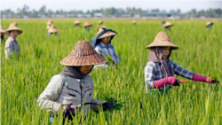 မေးခွန်းထုတ်စရာတွေရှိနေတဲ့ တောင်သူလယ်သမားနေ့