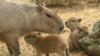 Capybaras take their turn as the holiday season's 'it' animal
