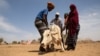Residents attempt to assist a cow affected by the drought situation in Adadle district, Biyolow Kebele in Somali region of Ethiopia, in this undated handout photograph.