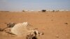 FILE - Drought-affected livestock walk toward a river near Biyolow Kebele, Ethiopia, Feb. 2, 2022.