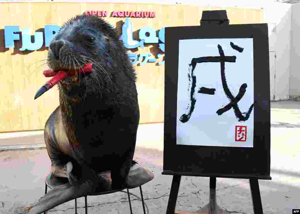 13-year-old sea lion Chen poses after writing the Chinese character for &quot;dog&quot;, which is next year&#39;s Chinese zodiac sign, at Yokohama Hakkeijima Sea Paradise in Yokohama, Japan.