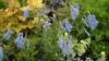 Corydalis blossoms (Creative Commons-Wikimedia)
