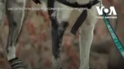 Собаки, які рятують коал під час лісових пожеж. Відео