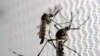 OPS alerta sobre aumento de casos de dengue en América Latina