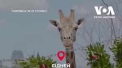 До зоопарків вже завітало Різдво, і це варто побачити. Відео