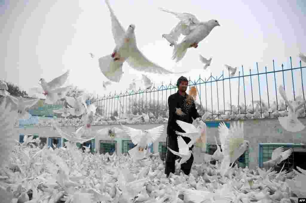 An Afghan man feeds pigeons in the courtyard of the the famous Blue Mosque in Mazar-i-sharif.