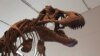 Tyrannosaurus rex went extinct in a relatively short compared to the dinosaur line that led to birds. (Credit: Royal Ontario Museum)