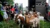 Congressional Cemetery Goats