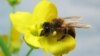 The honeybee was taught to recognize the scent of the rapeseed or canola flower. (photo credit: Tracey Newman)