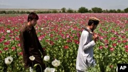 بربنیاد آمار رسمی ولایت هلمند نسبت به تمامی ولایت‎های افغانستان سهم بیشتری در کشت و تولید کوکنار دارد.