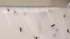 Study: Improved Housing Helps Fight Malaria